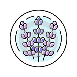 lavender cosmetic plant color icon vector illustration