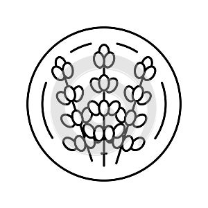 lavender cosmetic plant line icon vector illustration