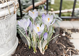 Lavender Crocuses Unfurl Delicate Petals in a Peaceful Garden Rebirth