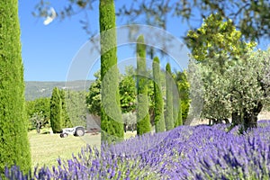 Lavender and cypress trees