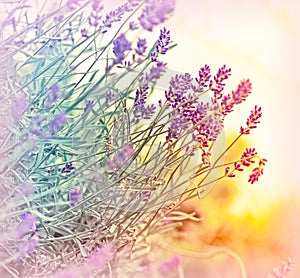 Lavender in defocus (out focus) photo