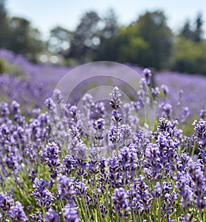 Lavender detail