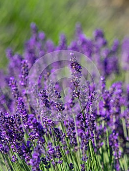 Lavender detail