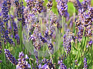 Lavender detail