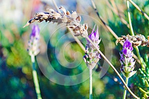 Lavender Detail