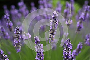 The lavender details