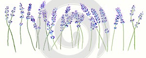 Lavender photo