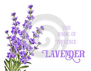 The lavender elegant card