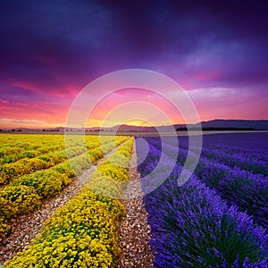 Lavender and everlasting field in Provence photo