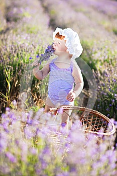 Lavender fairy