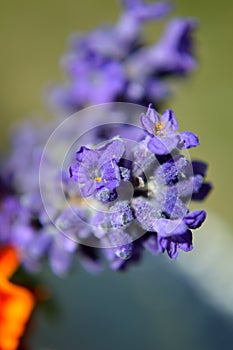 Lavender Lavandula Augustifolia macro