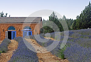 Lavender Farm