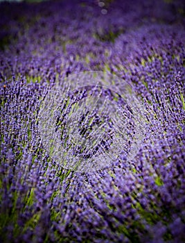 Lavender farm