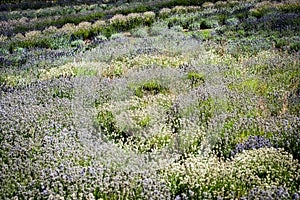 Lavender farm