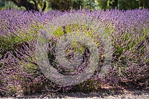 Lavender farm in California.