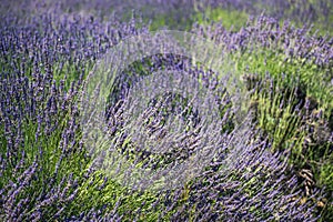Lavender farm in California. Beautiful flowers in bloom