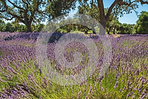 Lavender farm in California. Beautiful flowers in bloom and oak trees