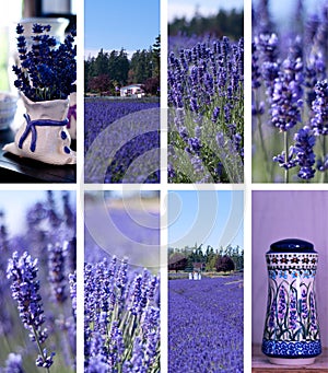Lavender Farm Collage