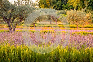 Lavender Farm for Essential Oils