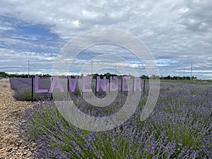 Lavender farm in full bloom