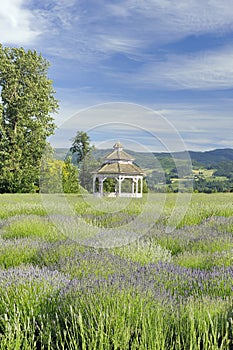 Lavender Farm Gazebo