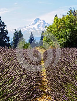 Lavender Farm, Mount Hood, Oregon