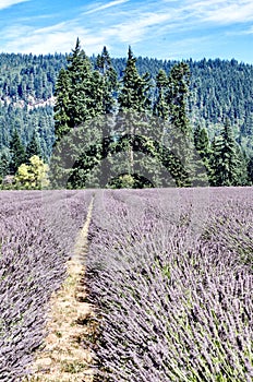 Lavender Farm, Mount Hood, Oregon