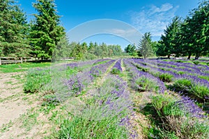 Lavender farm in peak bloom surrounding landscape in Sequim, Was