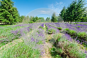 Lavender farm in peak bloom surrounding landscape in Sequim, Was