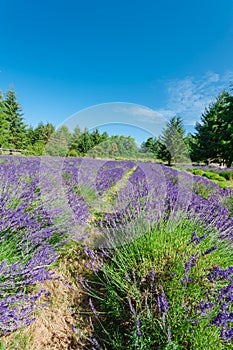 Lavender farm in peak bloom surrounding landscape in Sequim, Was