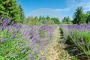 Lavender farm in peak bloom surrounding landscape in Sequim, Was