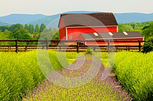 Lavender Farm and red barn