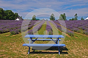 Lavendel linien aus blühen Blumen a Blau bänke 