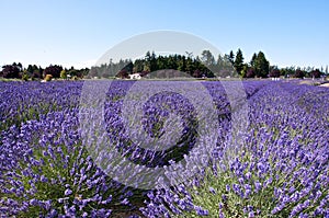 Lavender farm in Sequim, WA