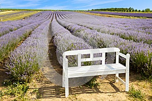 Lavender farm Starovicky village, South Moravia, Czech republic