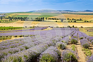 Lavender farm Starovicky village, South Moravia, Czech republic