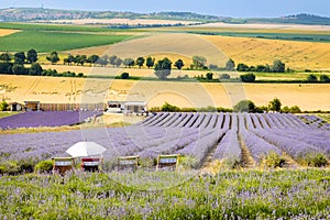 Lavender farm Starovicky village, South Moravia, Czech republic