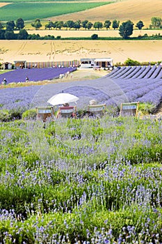 Lavender farm Starovicky village, South Moravia, Czech republic