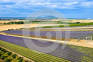 Lavender farm Starovicky village, South Moravia, Czech republic