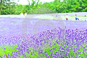 Lavender Farm in summer