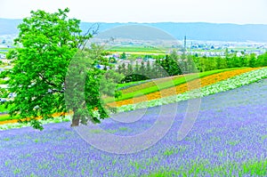 Lavender Farm in summer