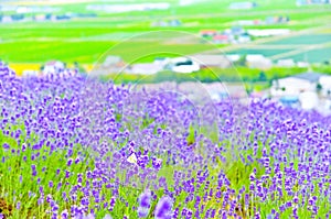 Lavender Farm in summer