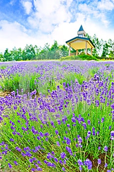 Lavender Farm in summer