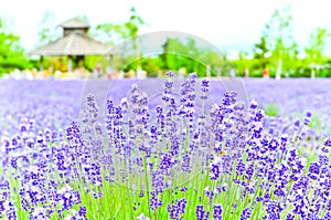 Lavender Farm in summer