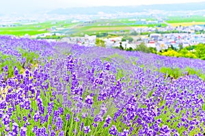 Lavender Farm in summer