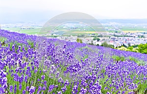 Lavender Farm in summer