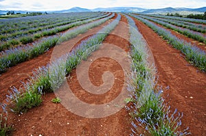 Lavender farm - Tasmania