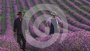 Lavender farming. Growing lavender for essential oil. Farmers in the field, family business, agrotourism, agriculture