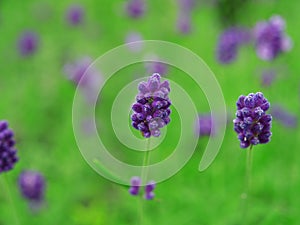 Lavender in farmland