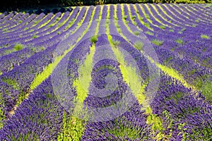 Lavanda 